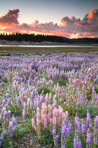 Lupine at boca reservoir sunset 3 qrwdfc