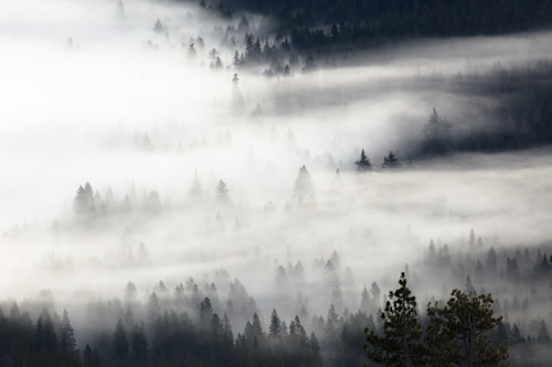 Fog in the trees 1 lebjy0