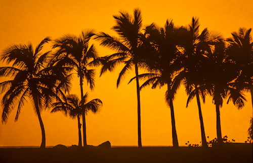 Palm paradise sr28jv