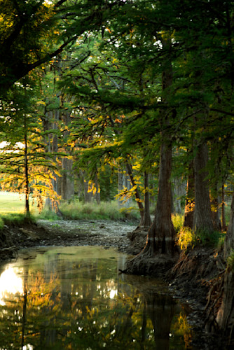 Trees walking mark 8 24 wcvrkp