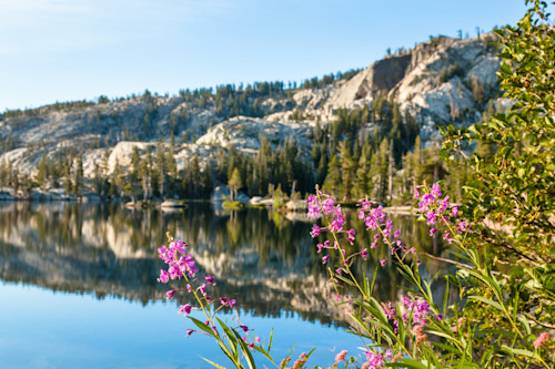 Fireweed at paradise lake 1 urypbe
