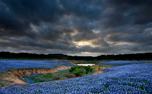 All bluebonnets wckyyc