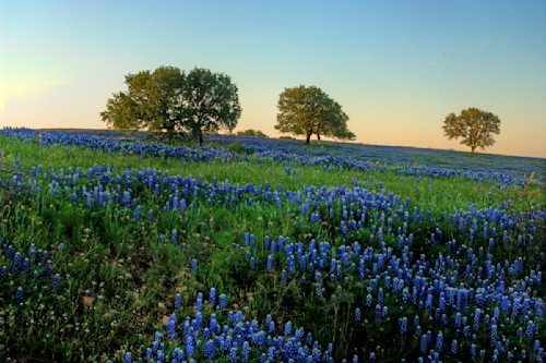 Central texas bluebonnets edm51k