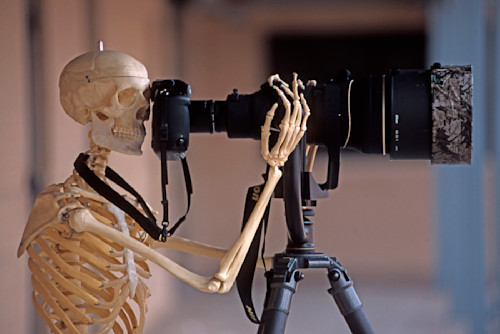 Wildfife photographer byx8ii