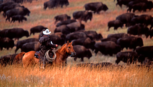 Buffalo round up zur4ki