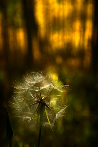 Deep forest dandylion mrlsmw