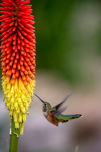 Licking a hot poker qdaz4k