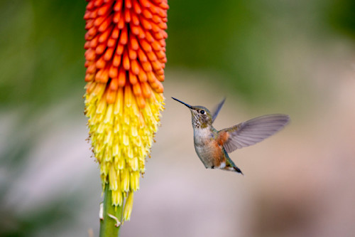 Allens hummingbird perfection gcg1pf