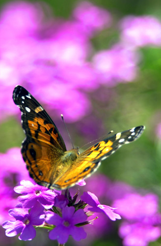 American lady butterfly gmzi0u