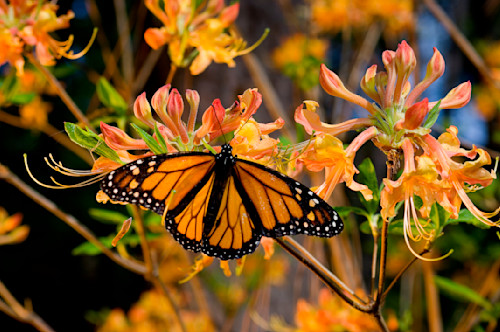 Monarch on azaleas lhno4s