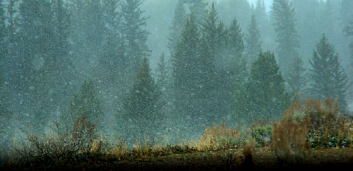 The quiet snow falls lisffz