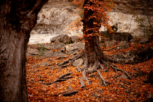 Decendant of david revelation 22 16 ieakhc