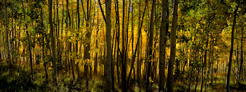 Wrapped in aspens ewxi8i