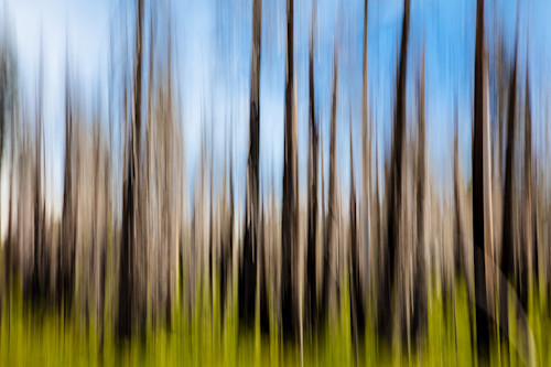 Burnt trees abstract 3 ktfd8e