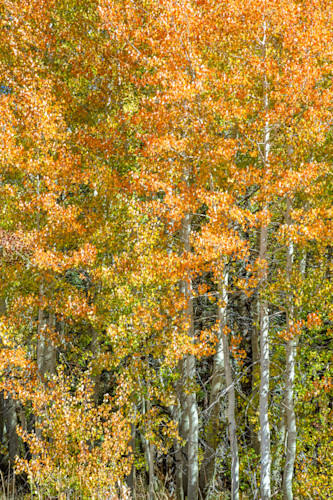 Autumn aspens 8 xpatdm