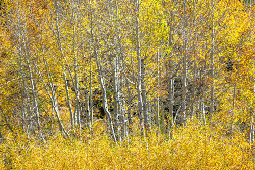 Autumn aspens 9 q4rz3u