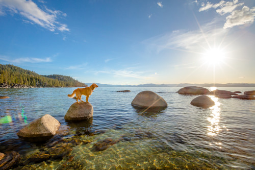 Dog at lake tahoe 2 qjjqv6