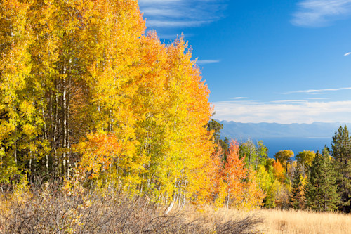 Aspens above lake tahoe 2 k0u4ct