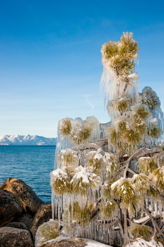 Icy tree at lake tahoe exg4ci
