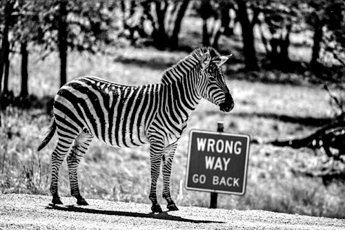 Crossing guard ykm6py