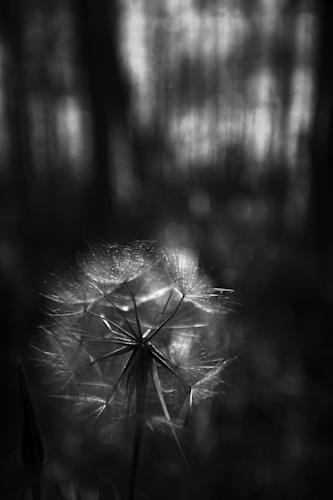 Dandelion at maroon bells jmktt0