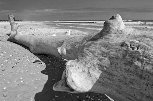 Driftwood whale sxqtki