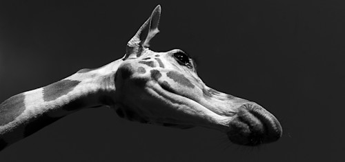 Sticking her neck out vgnkqo