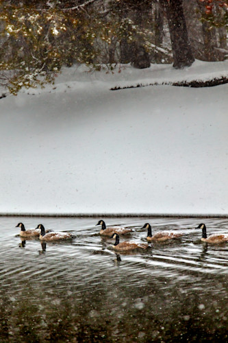 Geese at donner creek 1 mslquo