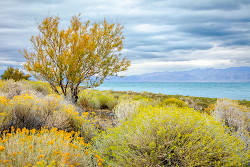 Fall colors at pyramid lake fms5e8