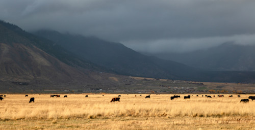 Cattle in nevada 1 dd50qs