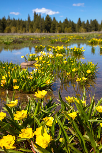 Buttercup wildflowers 1 b6qaku