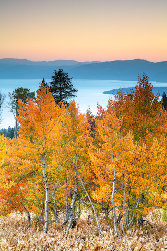 Aspens above lake tahoe 12 z9wsa0