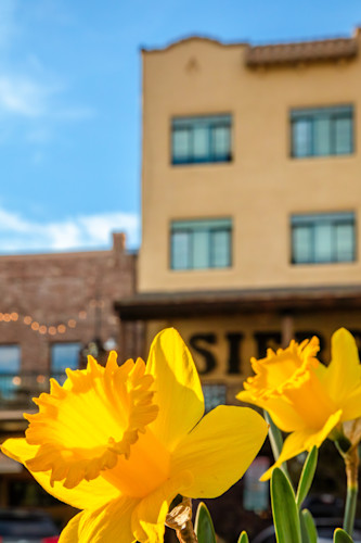 Daffodils in downtown truckee 1 rw9odl