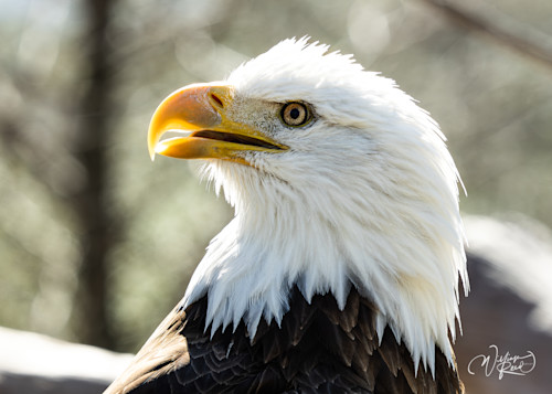 Bald eagle 10 irggzt