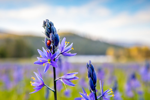 Camas at sagehen meadows 6 wqwyef
