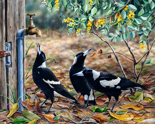 Waiting for my turn   australian magpies natalie jane parker eipc5k