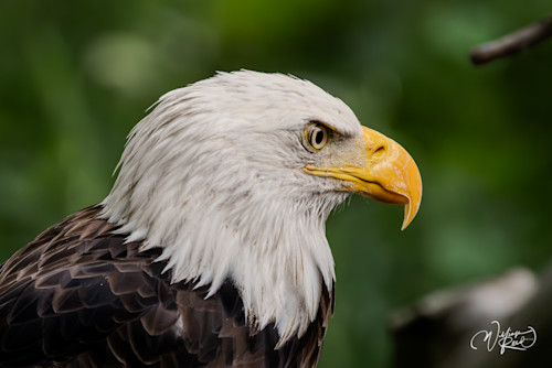 Bald eagle 13 dfnsp0