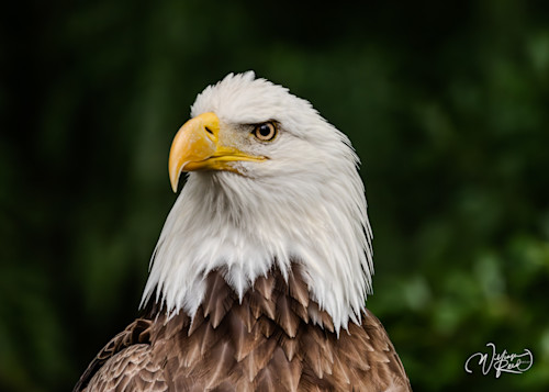 Bald eagle 16 zmnwuh