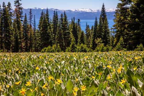 Mule ears above lake tahoe 1 g3bdig
