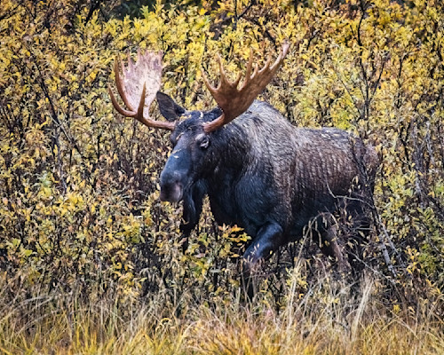 Scott kasden moose in woods if2hmk