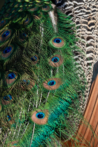 Scott kasden peacock feather detail 4 k3uz16
