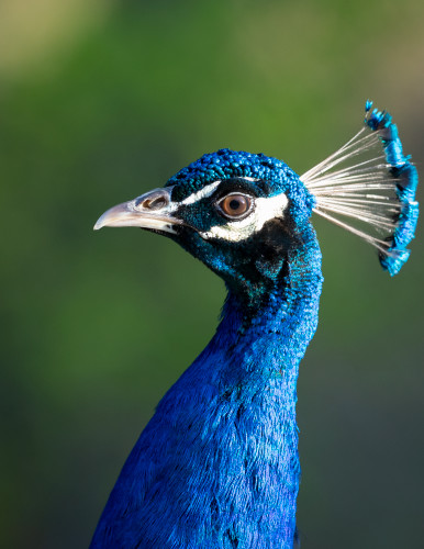 Scott kasden peacock feather looking right 1 wbdcsk