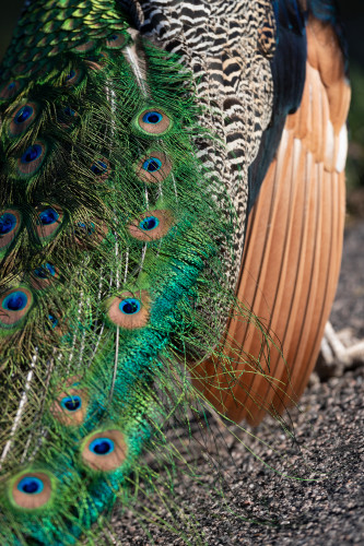 Scott kasden peacock feather detail 3 uquv1z