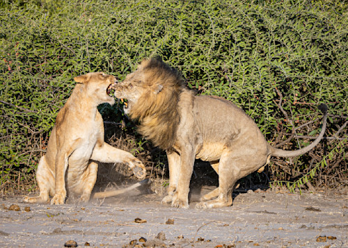 Scott kasden lion is undeterred mmhh1z