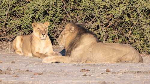 Scott kasden lion mating pair lioness looking at you 2 kylrkx