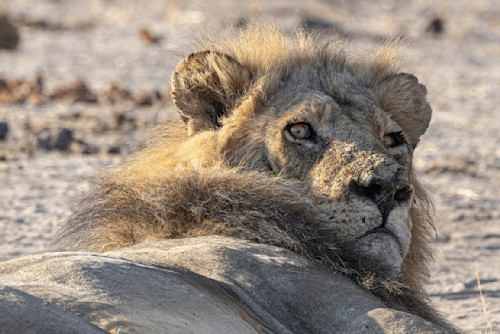 Scott kasden lion reclining spubda