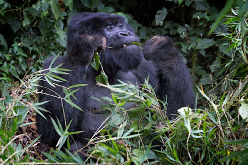 Scott kasden rwanda mountain gorilla 4 ib1mlc