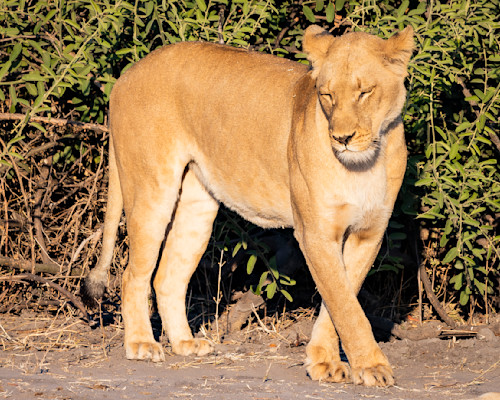 Scott kasden prissy lioness 2 lcdqjf