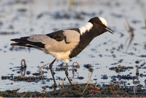 Scott kasden wading lapwig bird2 r92lql