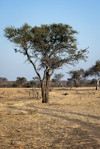 Scott kasden winding safari road eq7gpt